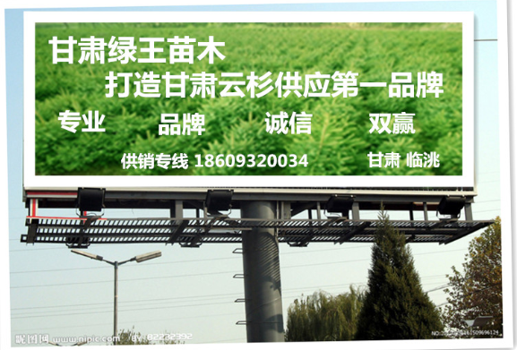 甘肃云杉基地